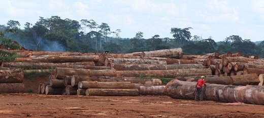 Enquête sur les investissements du groupe Bolloré dans des plantations africaines Enquête sur les investissements du groupe Bolloré dans des plantations africaines